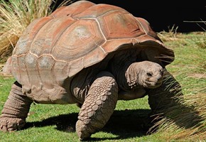 Darwin Day the Galapagos Islands