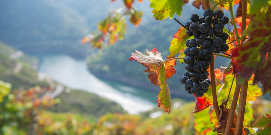 Enjoying lunch and a river cruise at a Ribeira Sacra Winery